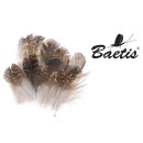 Baetis Micro Cactus 