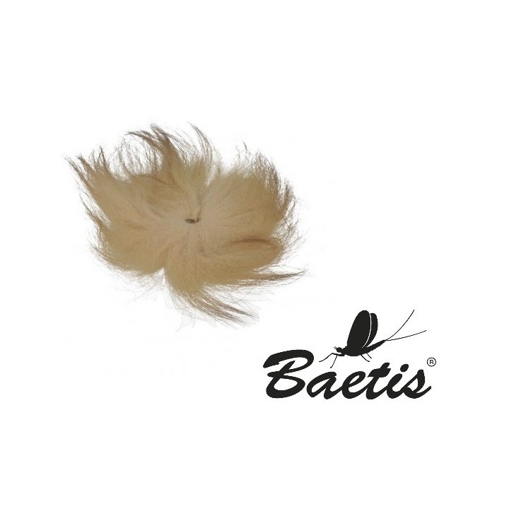 Baetis - Volpe Artica 